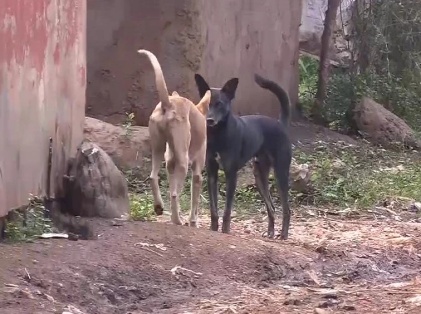 Stray dogs terrorise residents of Gatarwa, Kirinyaga