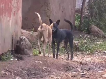 Stray dogs terrorise residents of Gatarwa, Kirinyaga