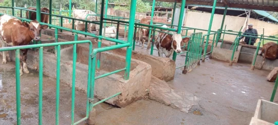  Attempted cow theft ends tragically at Kisii farm