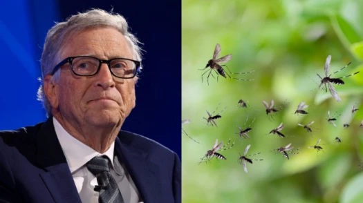 Gates Foundation denies claims Bill Gates behind release of 'modified mosquitoes' on Kenyans