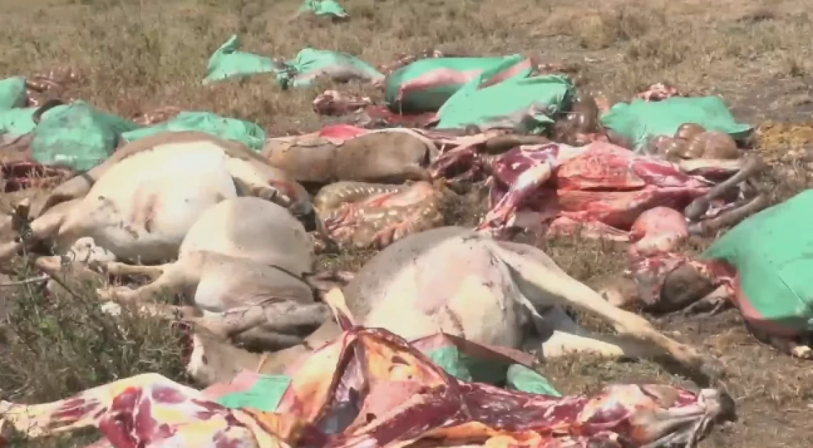 Suspects on the run after slaughter of 34 donkeys in Kajiado