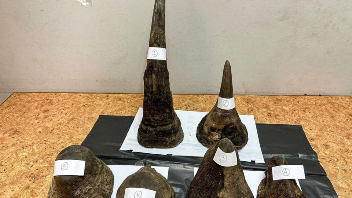 Man arrested in Thailand for smuggling rhino horn inside meat