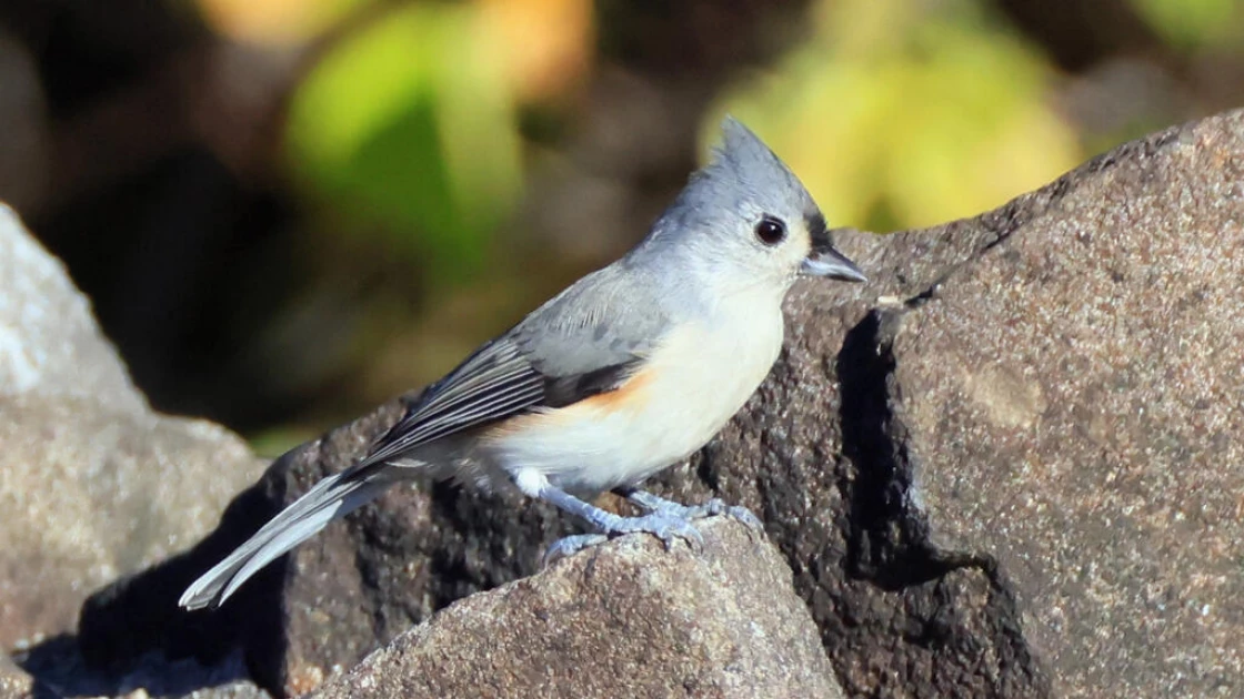 Noisy humans harm birds and affect breeding success: study