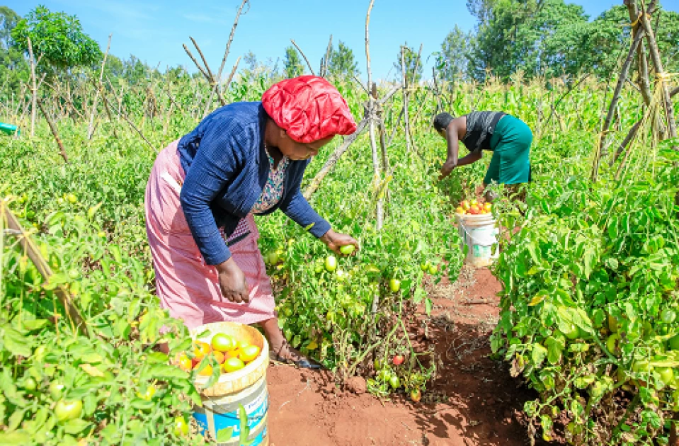 Kirinyaga County Gov't rolls out safe pest management trainings for tomato farmers 