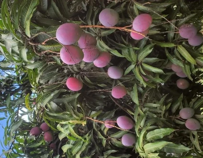 Mango farmers decry exploitation from brokers as prices drop 