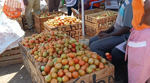 Kirinyaga farmers smile all the way to the bank as tomato prices go up