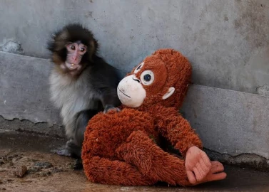 ‘Hang in there, Punch’: Viral baby monkey draws crowds to Ichikawa City Zoo