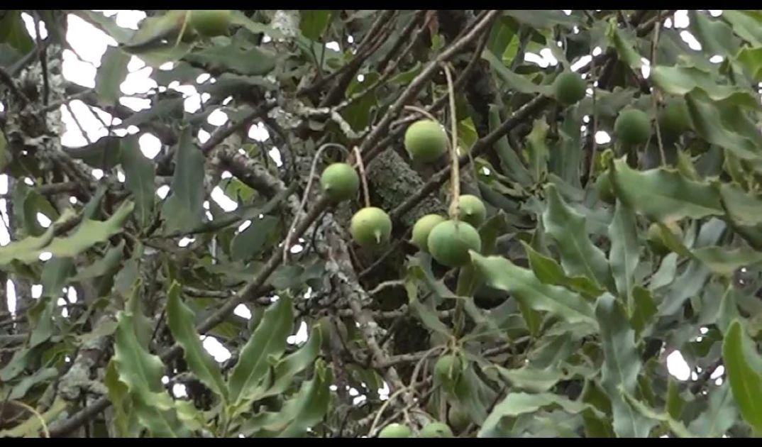 Macadamia farmers urge government to lift raw nut export ban