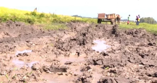 Kirinyaga: Farmers in Mwea decry poor road network