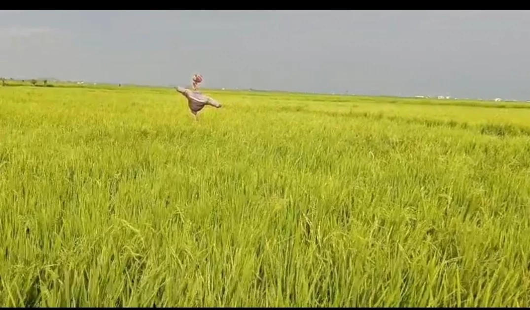 Mwea rice farmers decry influx of cheap imports into market