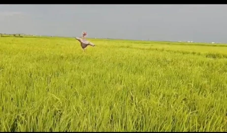 Mwea rice farmers decry influx of cheap imports into market