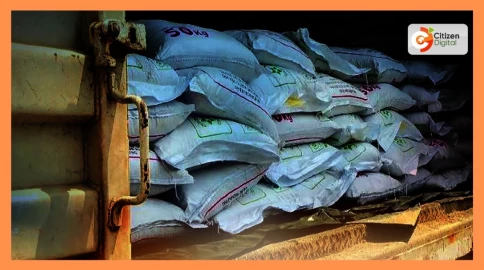 Panic in Uasin Gishu, Trans Nzoia, Elgeyo Marakwet over fertilizer shortage