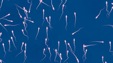 Ejaculating more frequently may improve sperm quality – new study