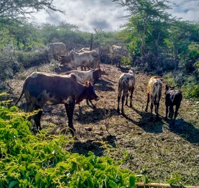Stolen livestock recovered in Mukogondo, Laikipia County