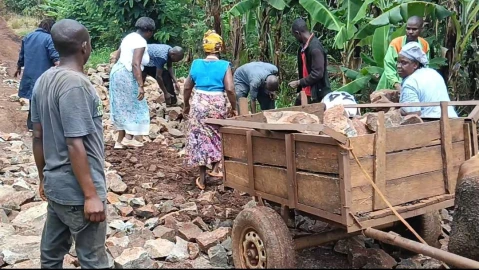 Coffee farmers in Gichugu resort to repairing road by themselves, say poor conditions force sale to brokers