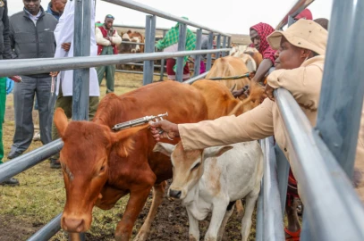 Kenya’s livestock sector at risk as vaccine coverage remains low