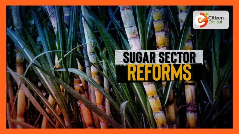 KSB announces new sugarcane price of Ksh.5,500 amid market shifts