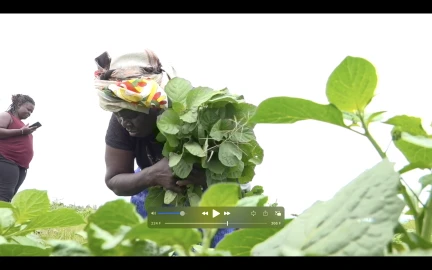 Roots on borrowed land: Inside the lives of Kisumu Women feeding the nation