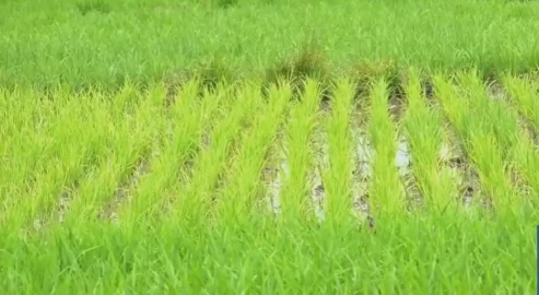 Homa Bay rice scheme: Irrigation transforms swampland into farming hub