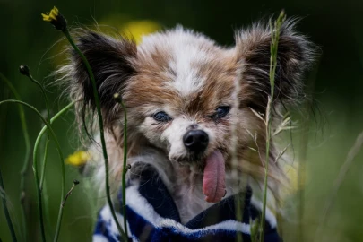 'World's oldest dog' contender dies in France aged 30