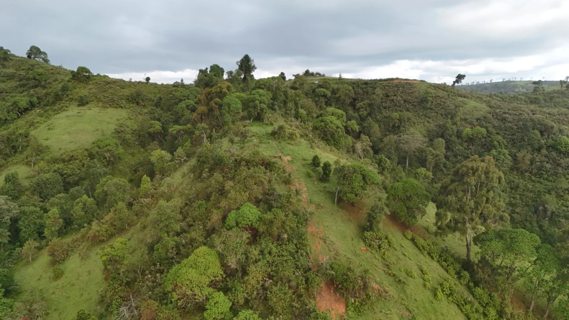 KFS responds to deforestation concerns