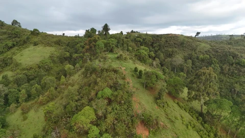 KFS responds to deforestation concerns