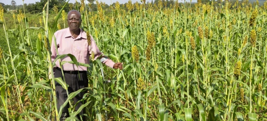 Indigenous crops curb wildlife conflict, climate risk for Siaya farmers