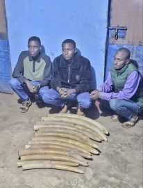Three suspected poachers nabbed in Marsabit with 39.5kg of elephant tusks