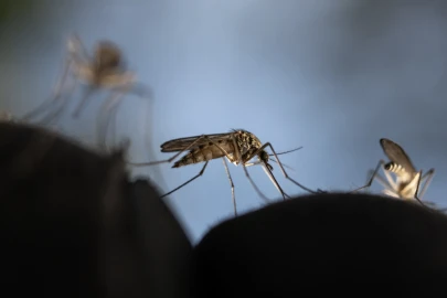 Why are some people mosquito magnets? When they bite you and ignore others