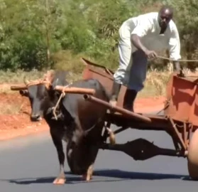 ‘We sleep with one eye open’: Githaraini residents count losses as road upgrade fuels livestock, macadamia theft