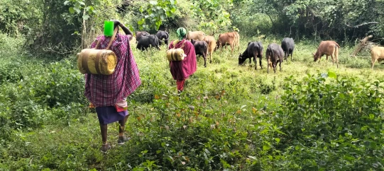 Loita Paradox: The missing piece in climate justice for Narok women