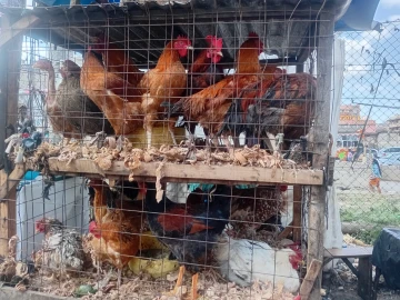  From mitumba to poultry: How a trader built a thriving venture