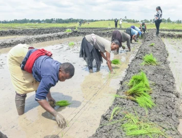 Mwea rice stocks begin moving, but many farmers are still unpaid