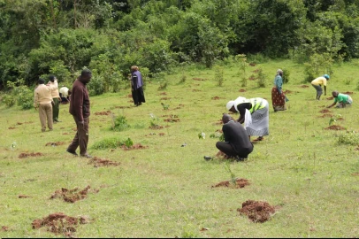 Fading forest, shrinking harvest; Vihiga farmers rediscovering practices to restore ecosystem 