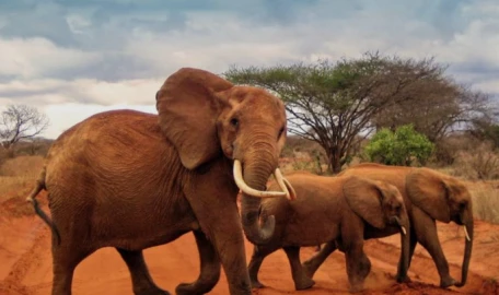 'How many will die?': the mysterious ailment killing Kenyan elephants