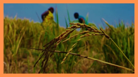 From swamps to rice fields: Homa Bay farmers reap from revived farm