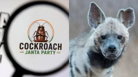 From Cockroaches to Hyenas: How reclaiming slurs is rewriting political resistance