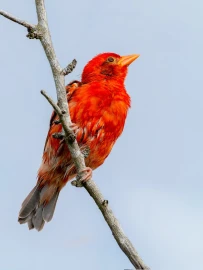 Kenyan Birders rediscover rare Red Weaver bird in Boni Forest after 12 years
