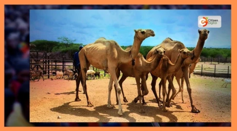 Fears of fresh clashes in Mwingi North over influx of camel herders