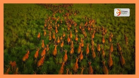 Boma Badingilo: Inside South Sudan's wonder - the world’s largest land mammal migration