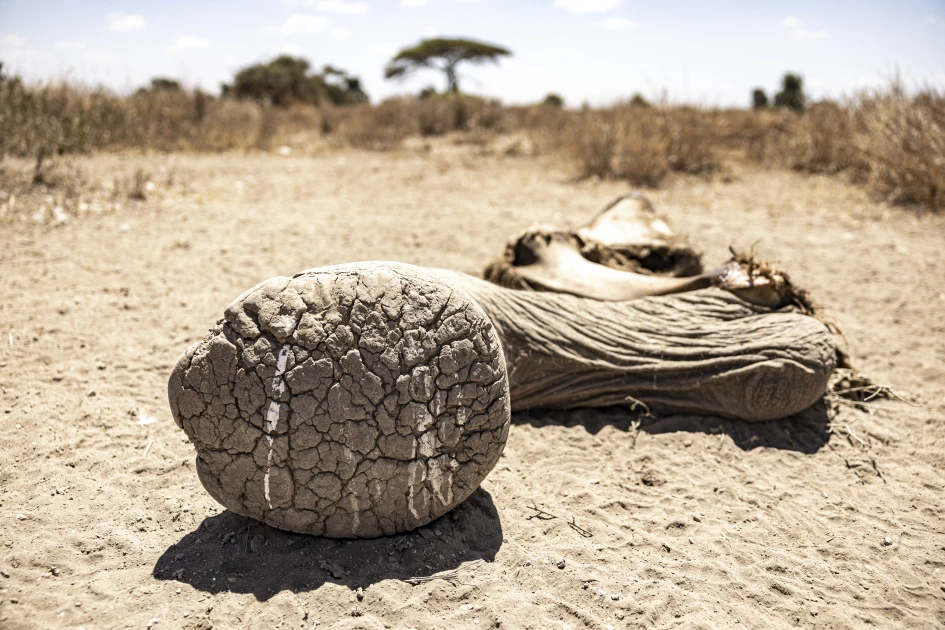 'How many will die?': The mysterious ailment killing Kenyan elephants
