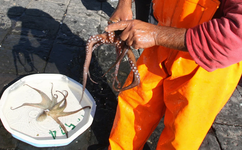 Italian scientists bet on octopus to fight crab invasion