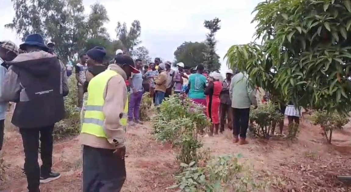 Shock as couple’s bodies found in Embu miraa farm