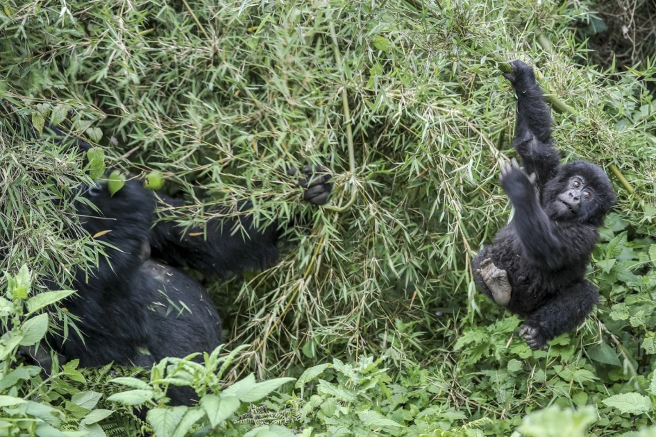 Rwanda: Ksh.2B invested in community projects around national parks