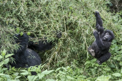 Rwanda: Ksh.2B invested in community projects around national parks