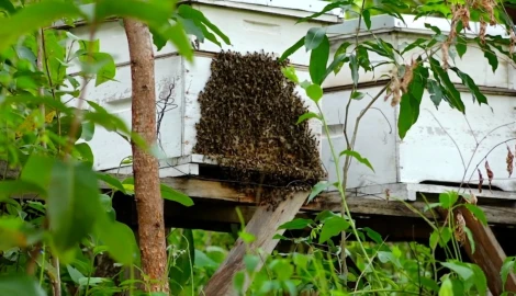 Sweet gold: How Wire Forest beekeepers are turning night-time harvests into millions