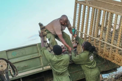 KWS relocates crocodiles from flood-hit Kampi ya Samaki