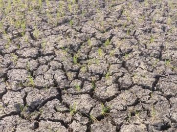 Water shortage hits Mwea irrigation scheme as Thiba and Nyamindi rivers dry up