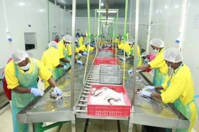 Global Tilapia becomes first Kenyan fish processor to achieve FSSC 22000 certification