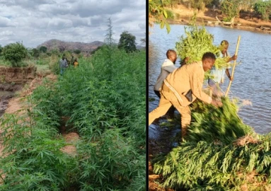 Bhang growers flee as police raid Ksh.60M plantation in Mwingi